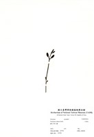 藏品(大葉桉)的圖片